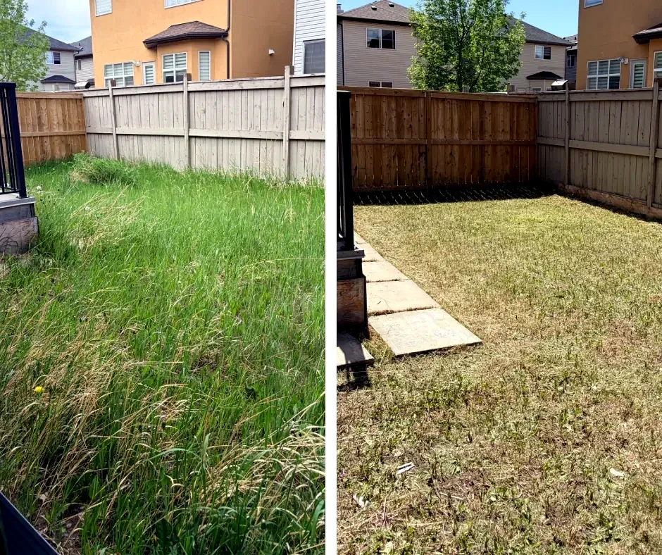 Overgrown Calgary backyard before and after full cut by Edge Property Services