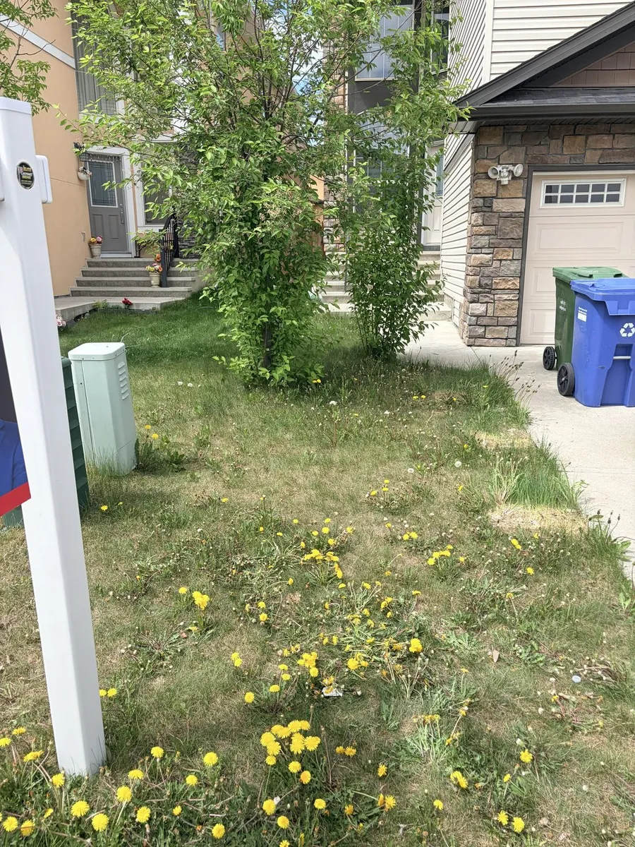Front yard with weeds and dandelions before service — Calgary