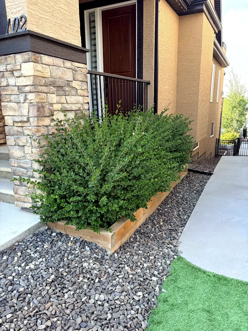 Overgrown, shapeless hedge before trimming — Calgary