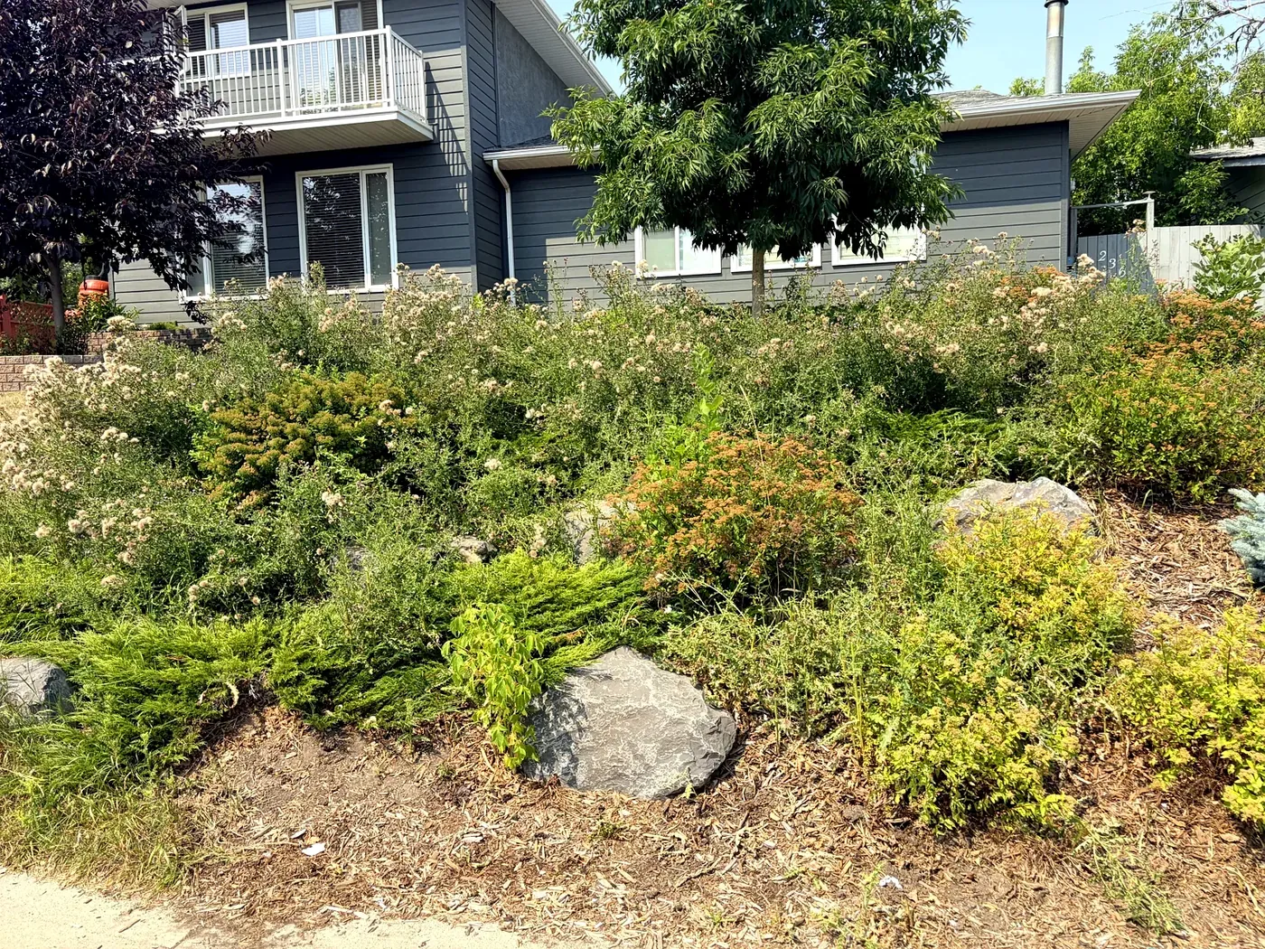 Hillside rockery overtaken by thistle and weeds — before