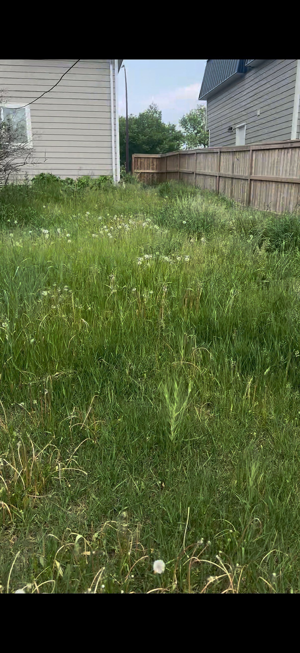 Overgrown backyard before cleanup Calgary