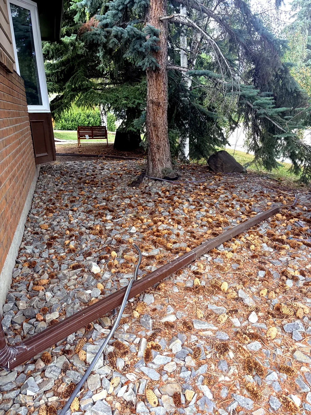 Yard covered in pine cones and needles before spring cleanup — Calgary