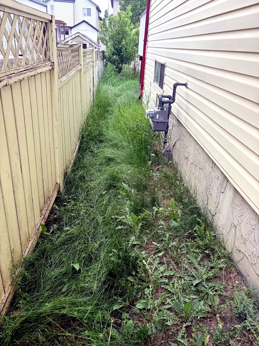 Overgrown side yard with knee-high grass before service — Calgary