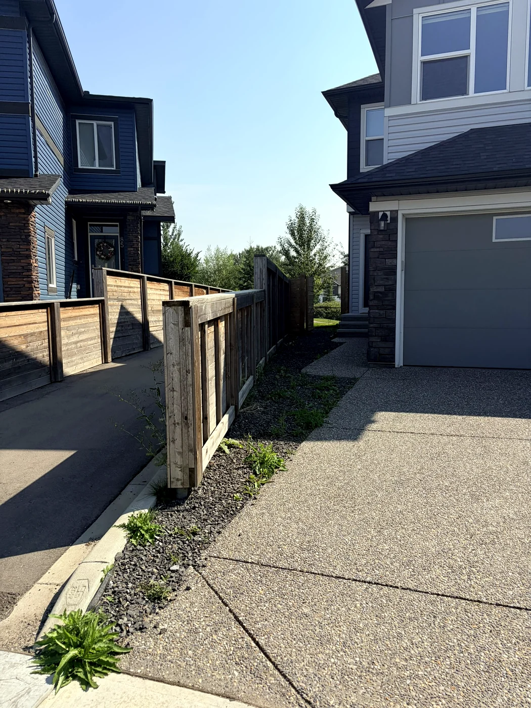 Thistles and dandelions growing through the rock strip along a fence line — before weeding, Calgary