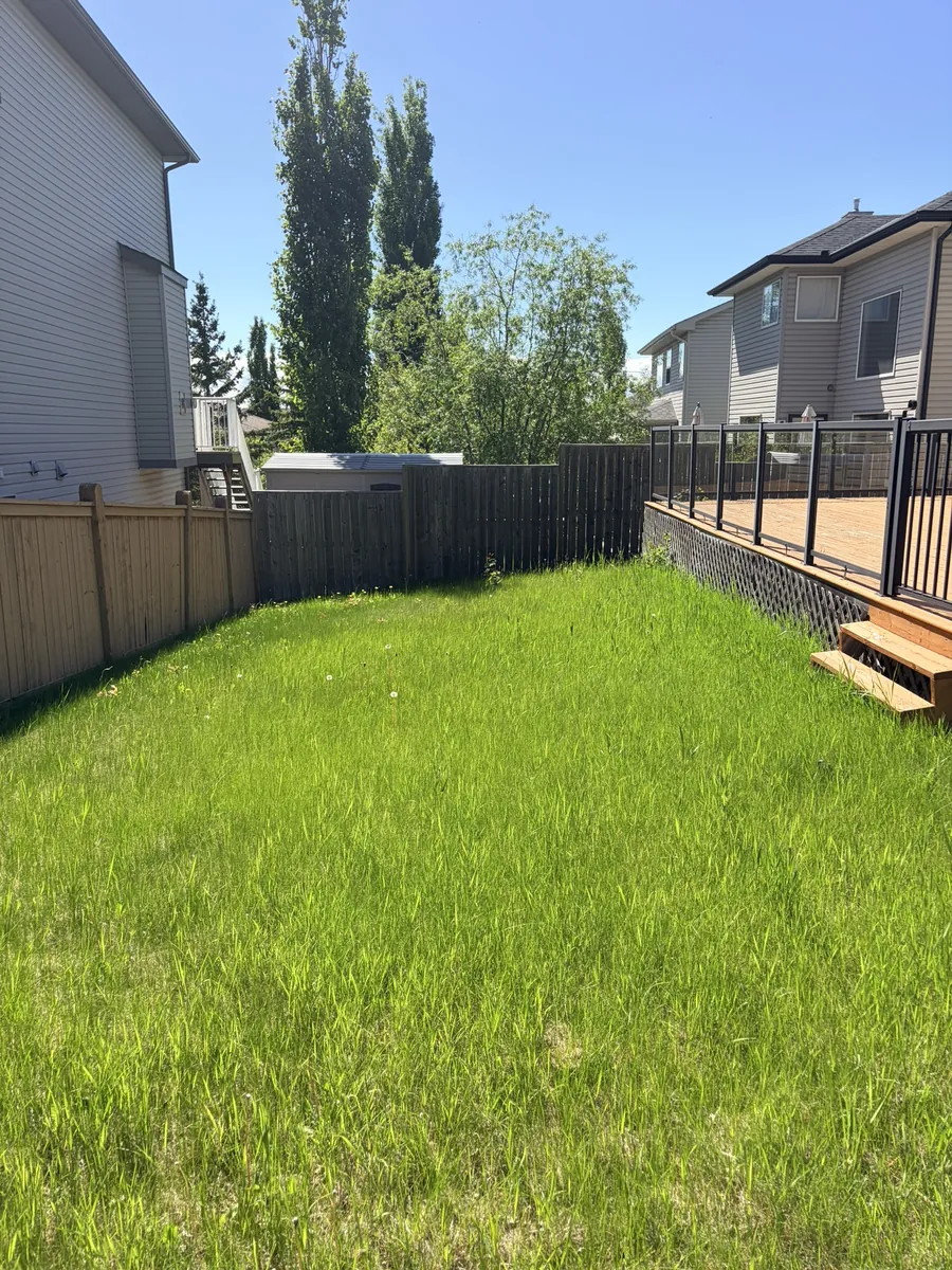 Overgrown, knee-high backyard lawn before service — Calgary