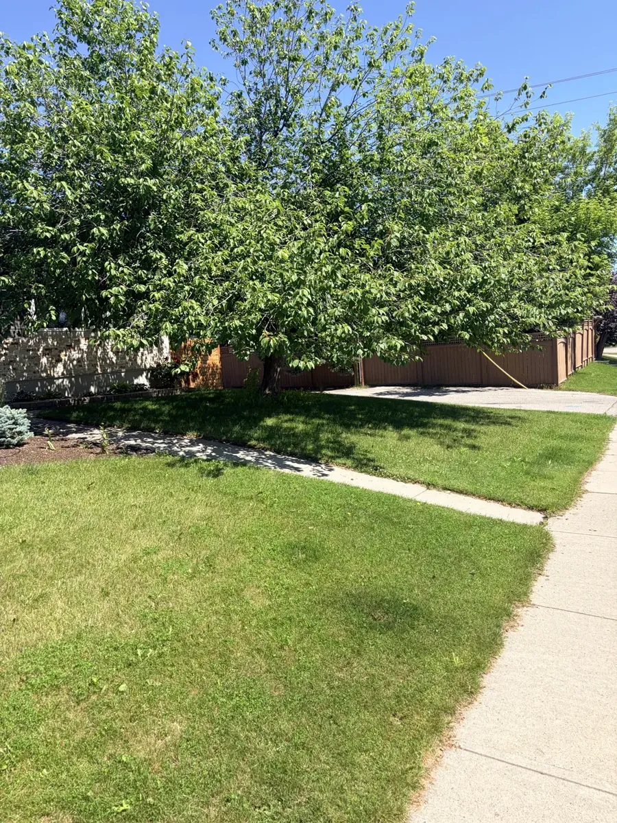 Calgary front yard tree with low branches before pruning and edging