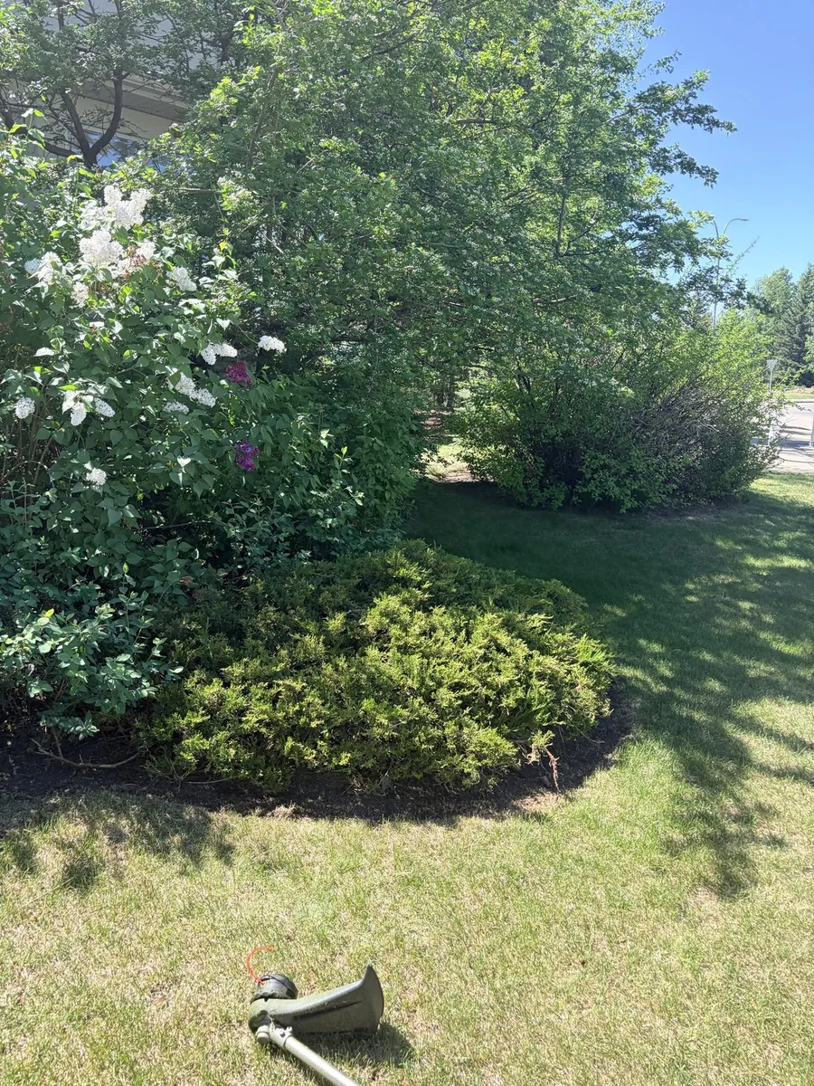 Fresh edging around shrub bed — Calgary lawn care