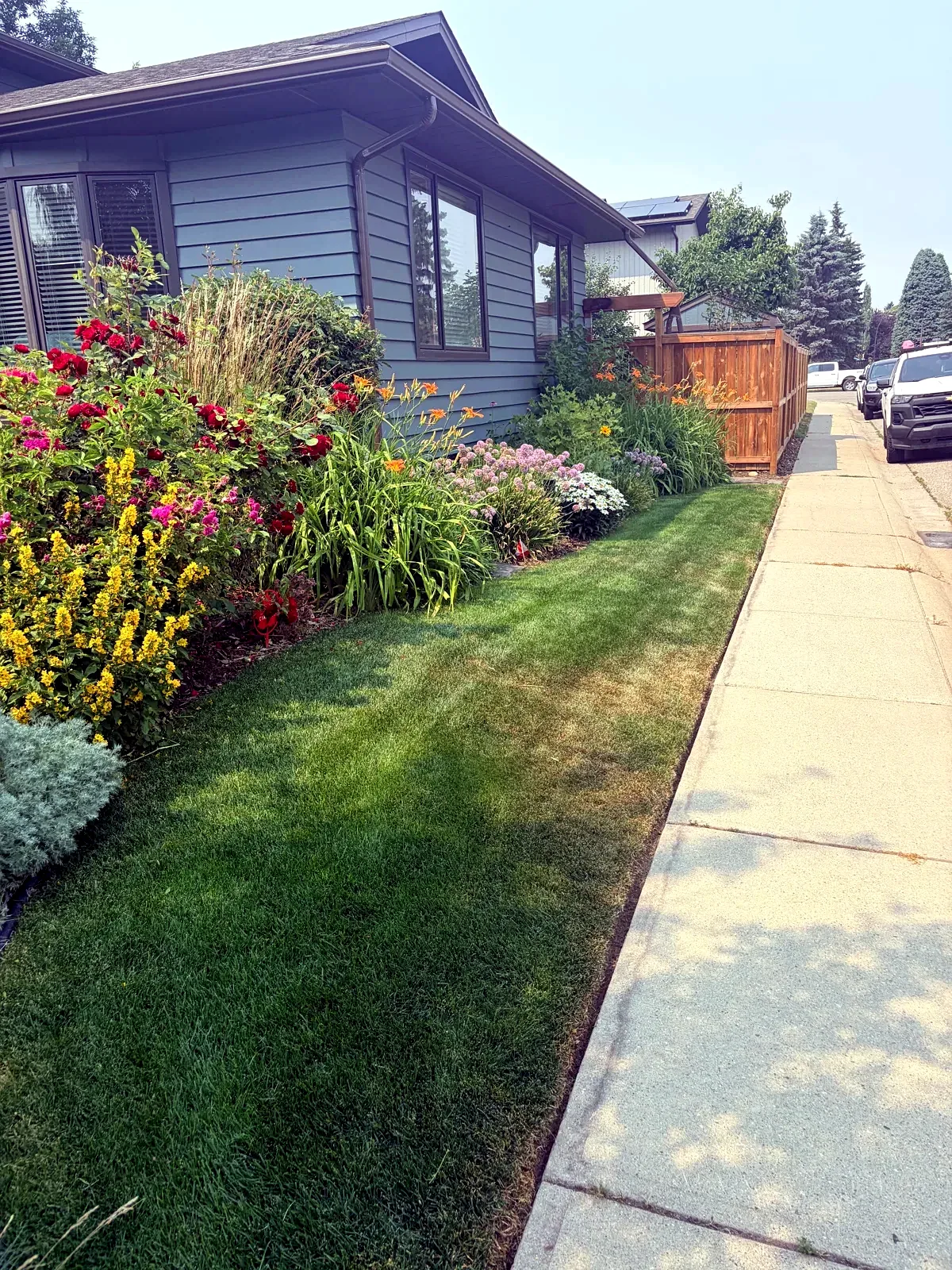 Perennial garden and freshly trimmed boulevard lawn along a Calgary sidewalk