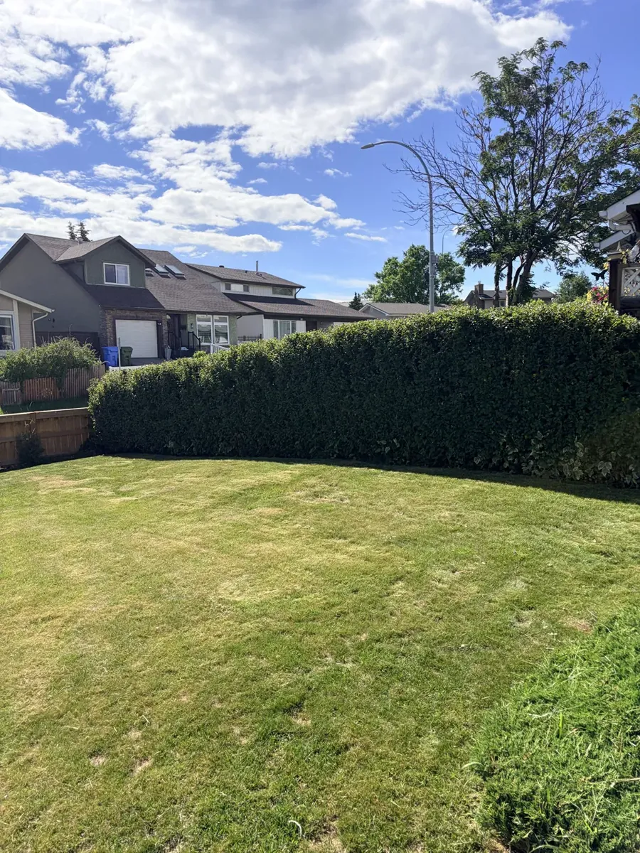 Neatly squared cotoneaster hedge after trimming in Calgary