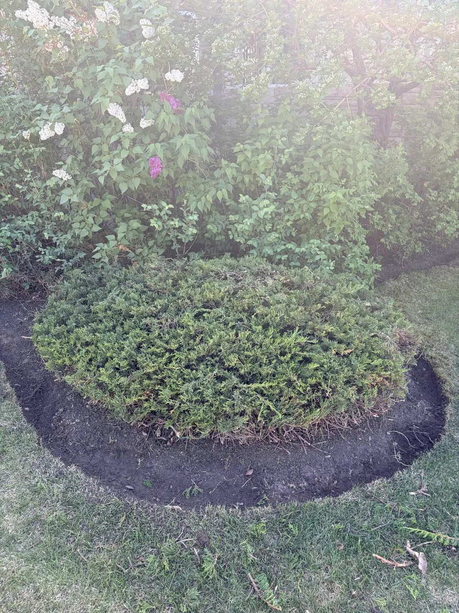 Juniper bush with freshly edged mulch border — Calgary