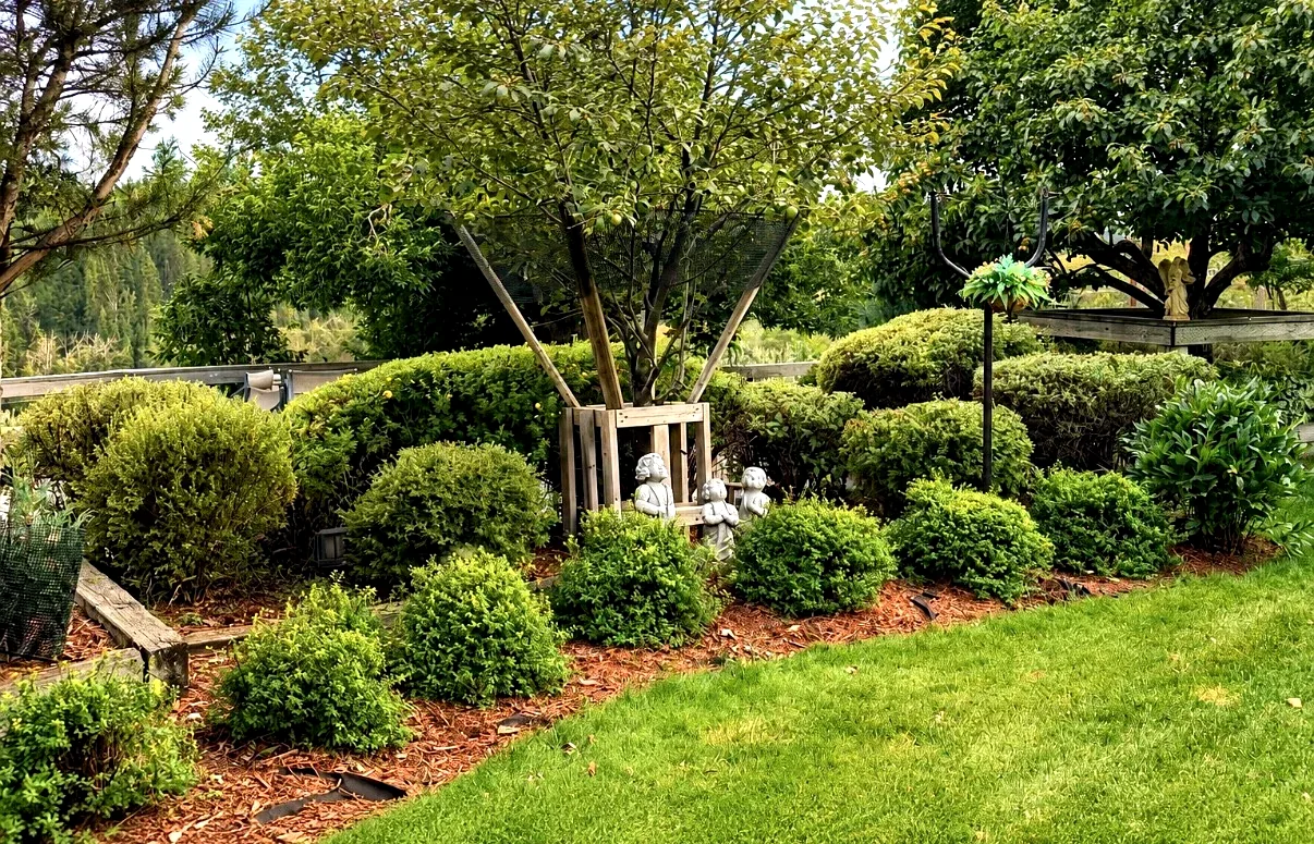 Sculpted shrub garden with fresh red mulch and crisp lawn edge — signature work by Edge Property Services, Calgary