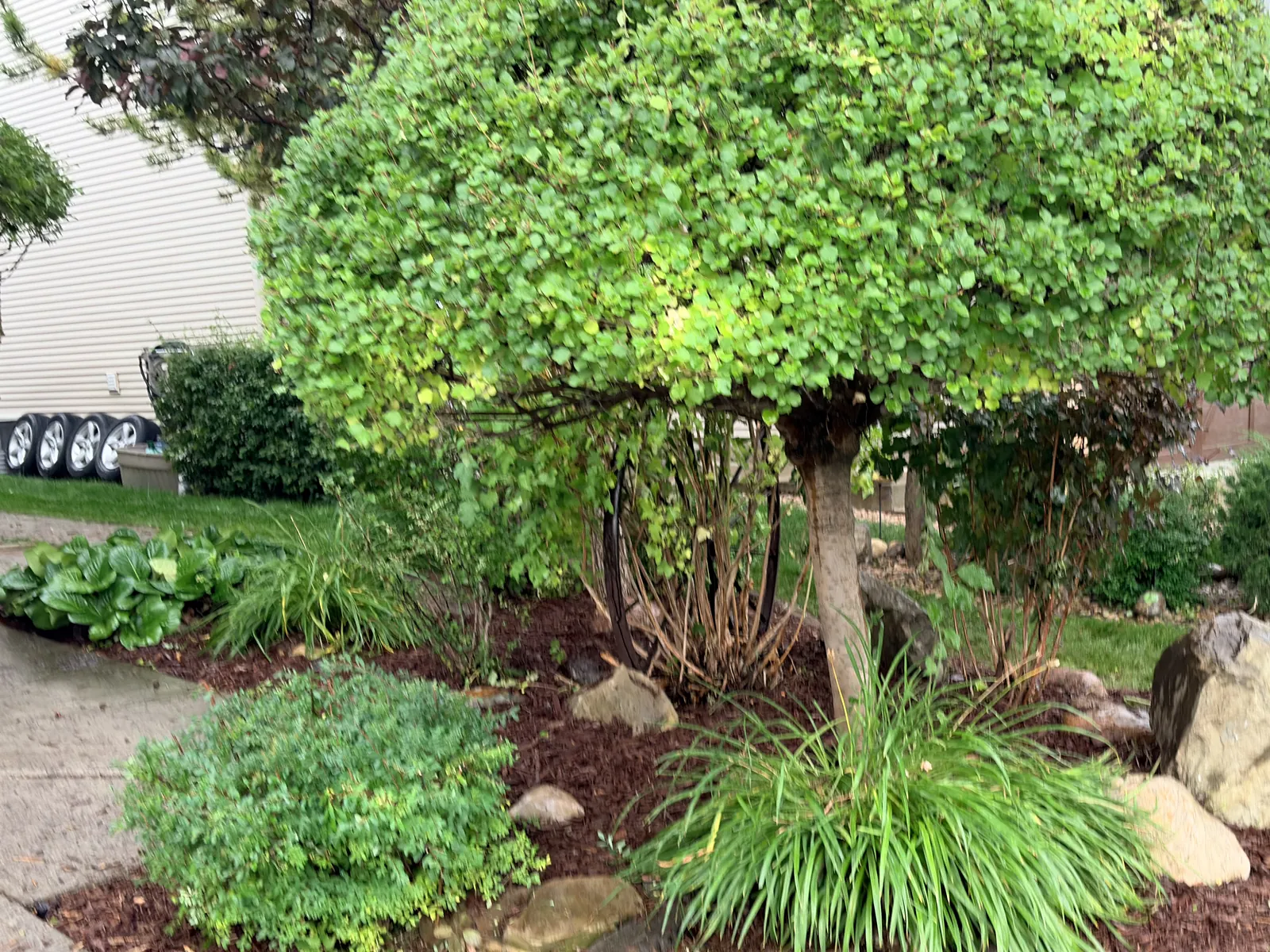 Completed Calgary garden bed with fresh brown mulch around established shrubs, ornamental trees, flowers and decorative rocks