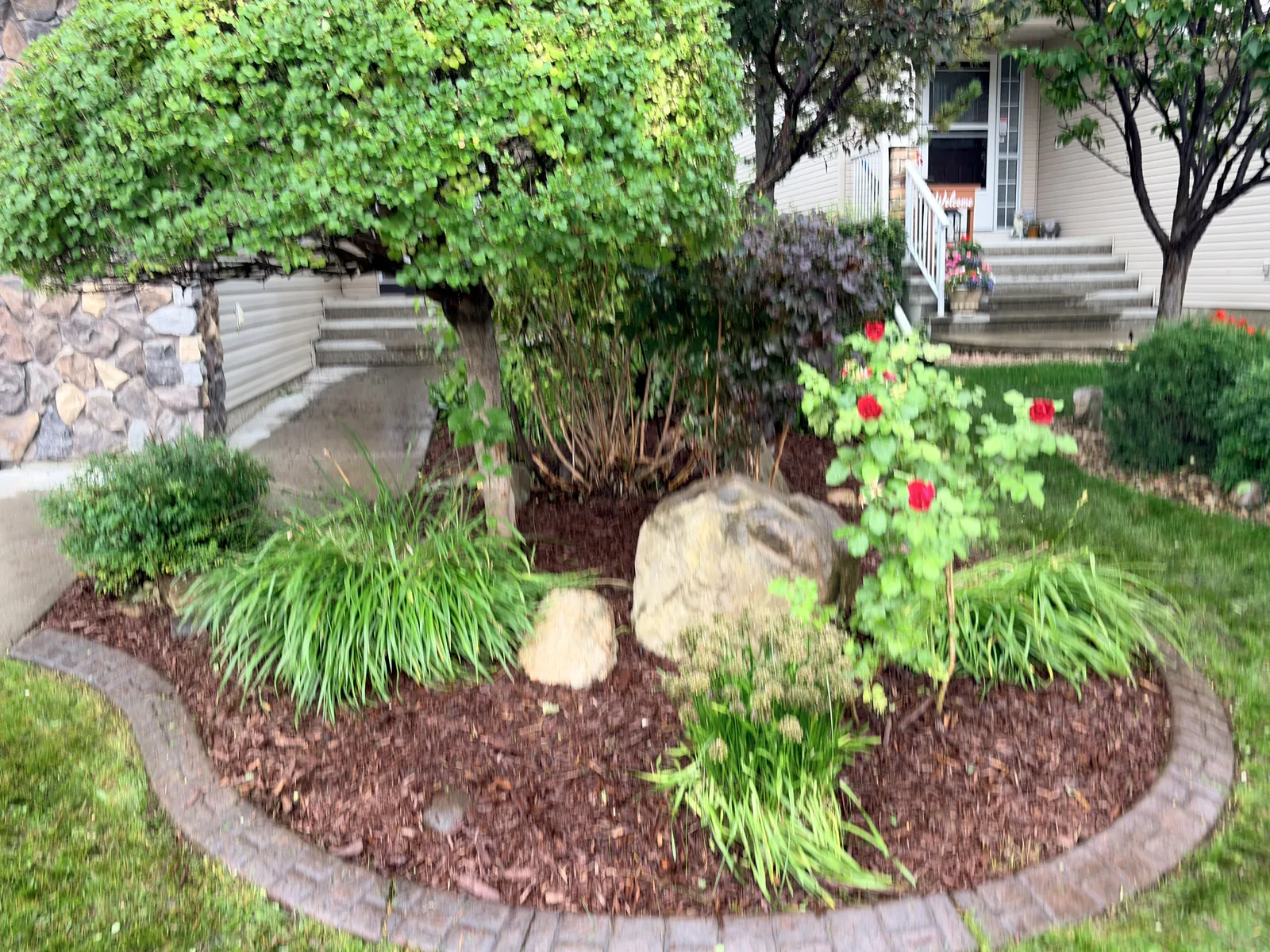 Straight-on view of a completed garden-bed refresh with brown mulch, trimmed greenery, red flowers and a curved brick border
