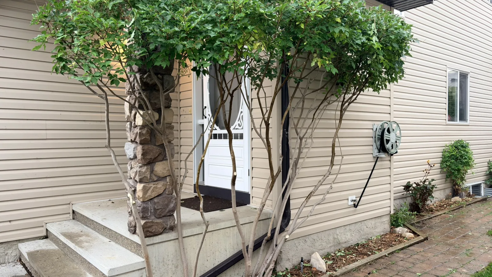 Neatly shaped multi-stem ornamental tree beside a cleaned and refreshed residential garden bed