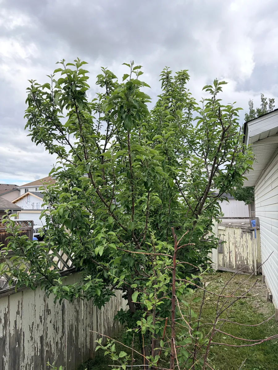 Small apple tree in Calgary during pruning by Edge Property Services